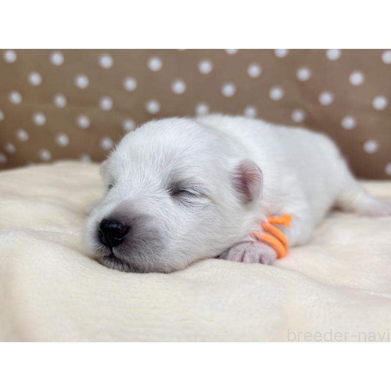 販売中の千葉県の日本スピッツ-455072の12枚目