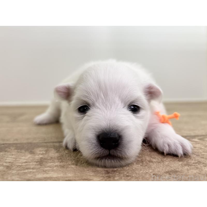 販売中の千葉県の日本スピッツ-455072の11枚目