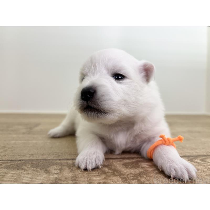 販売中の千葉県の日本スピッツ-455072の10枚目