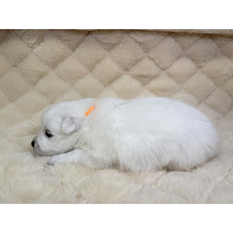 販売中の千葉県の日本スピッツ-455072の9枚目