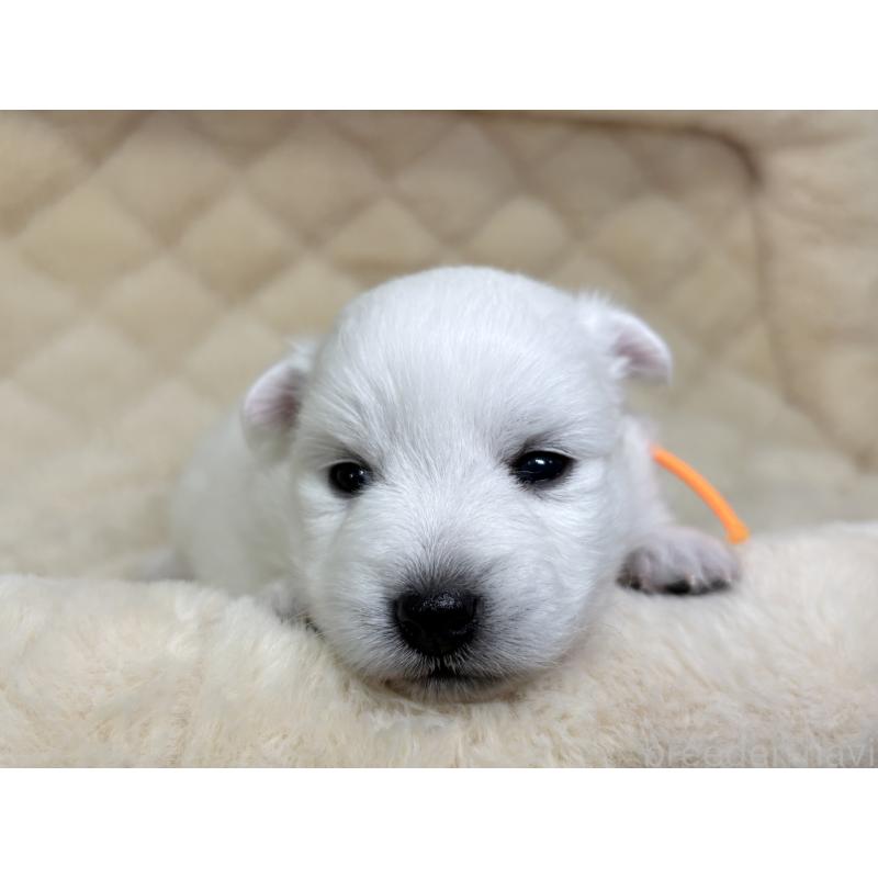 販売中の千葉県の日本スピッツ-455072の8枚目