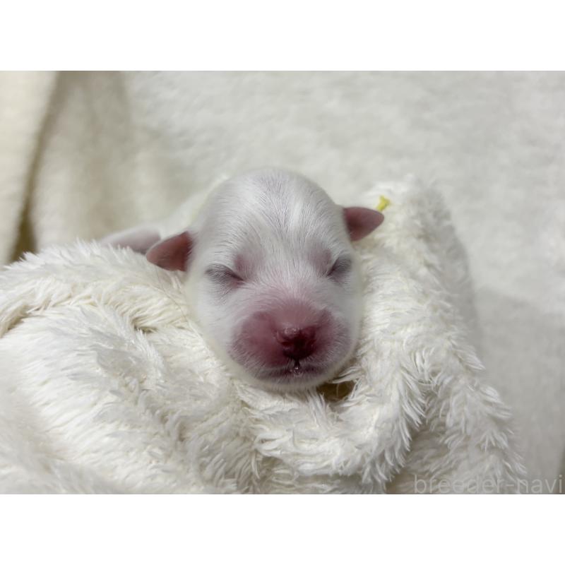 販売中の千葉県の日本スピッツ-455073の16枚目