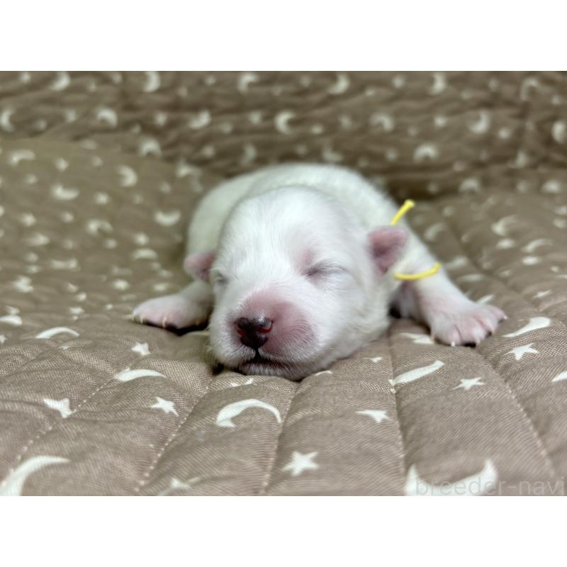 販売中の千葉県の日本スピッツ-455073の14枚目