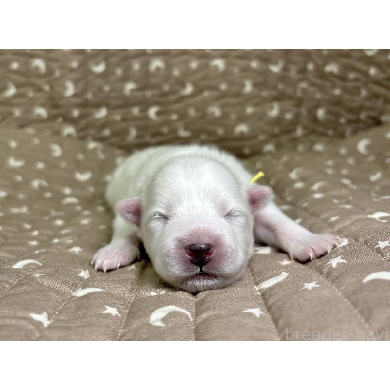 販売中の千葉県の日本スピッツ-455073の13枚目