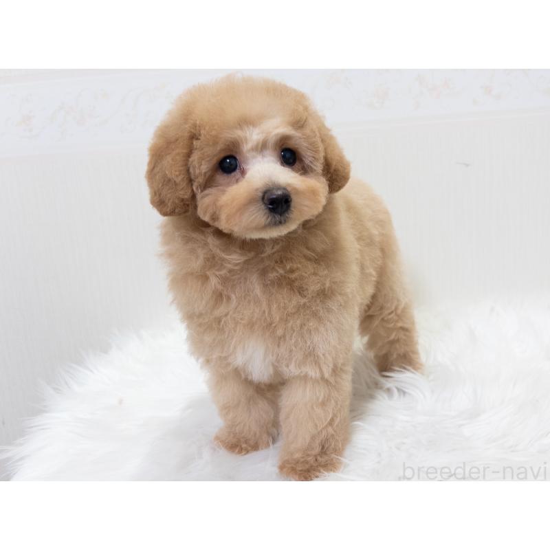 販売中の神奈川県のトイプードル-446820の3枚目