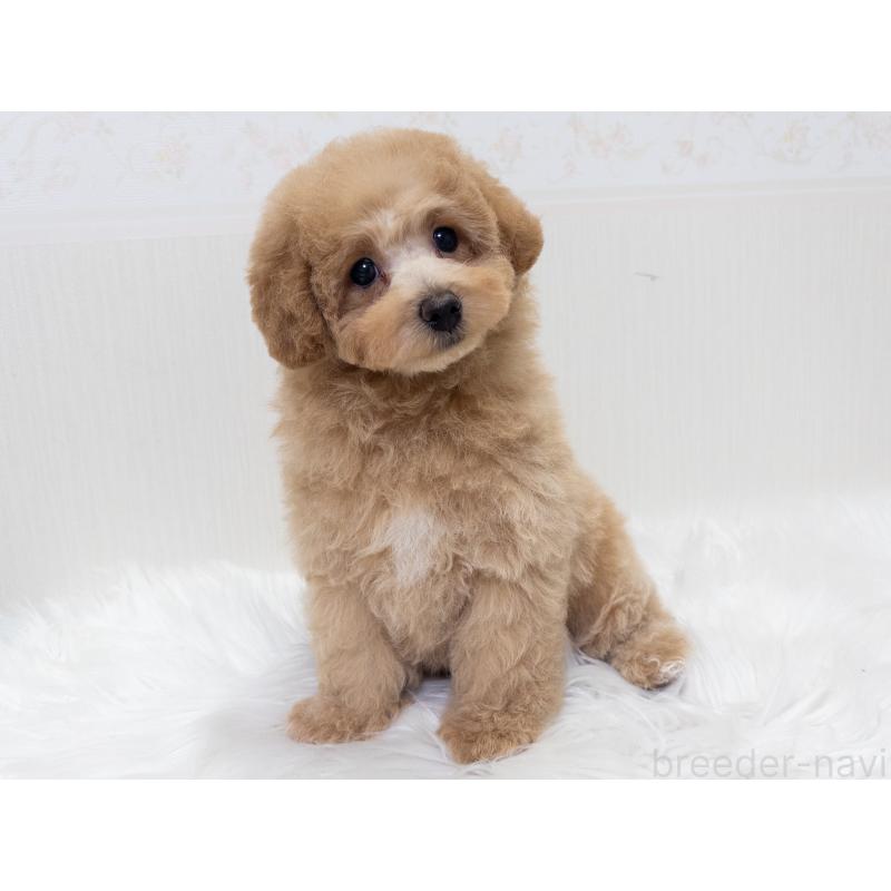 販売中の神奈川県のトイプードル-446820の2枚目