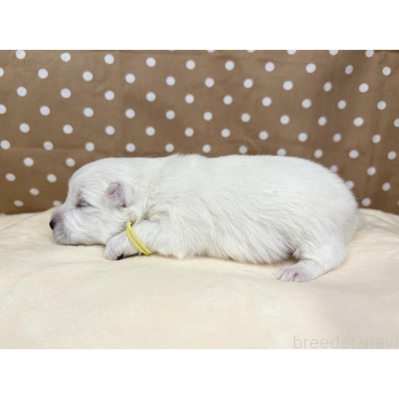 販売中の千葉県の日本スピッツ-455073の12枚目