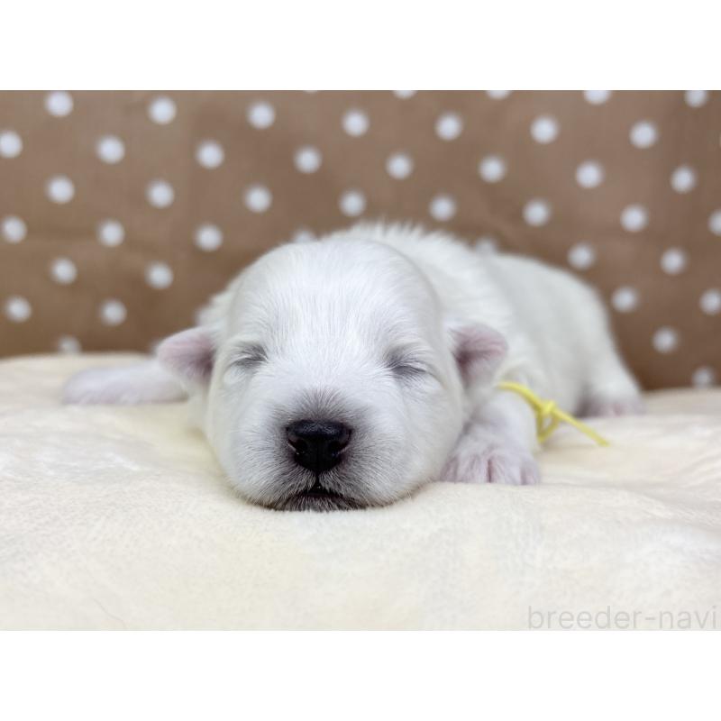 販売中の千葉県の日本スピッツ-455073の11枚目