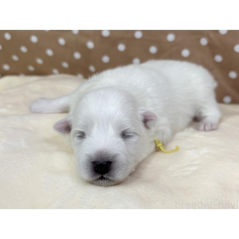 販売中の千葉県の日本スピッツ-455073の10枚目