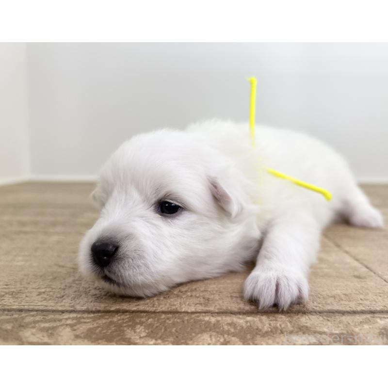 販売中の千葉県の日本スピッツ-455073の9枚目