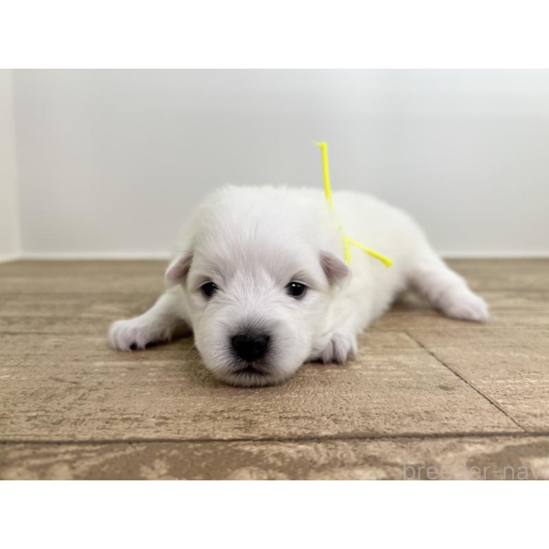 販売中の千葉県の日本スピッツ-455073の8枚目