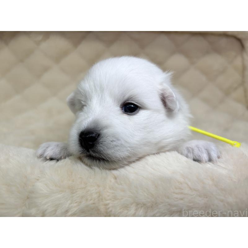 販売中の千葉県の日本スピッツ-455073の7枚目