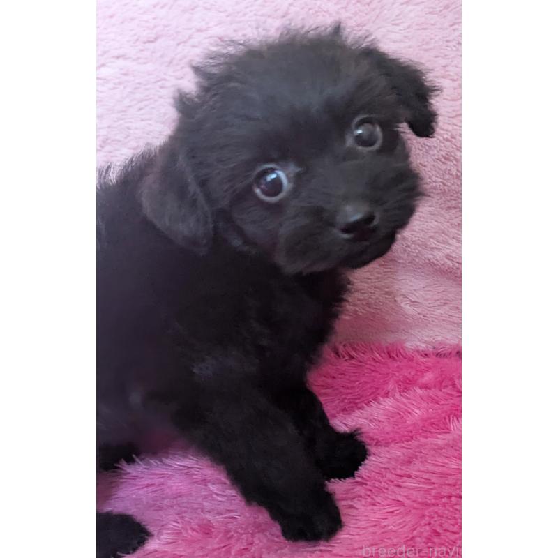 販売中の静岡県のミックス犬-455074の5枚目