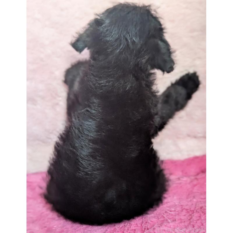 販売中の静岡県のミックス犬-455074の4枚目