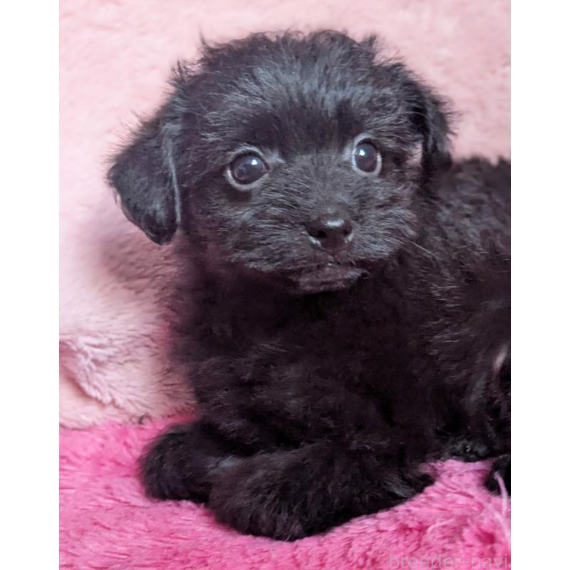 販売中の静岡県のミックス犬-455074の3枚目