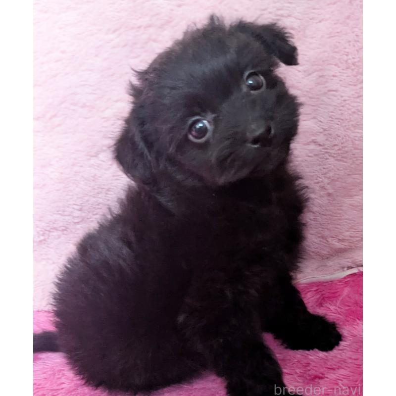 販売中の静岡県のミックス犬-455074の2枚目