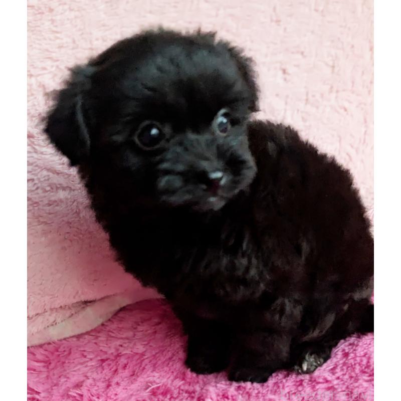 販売中の静岡県のミックス犬-455075の9枚目