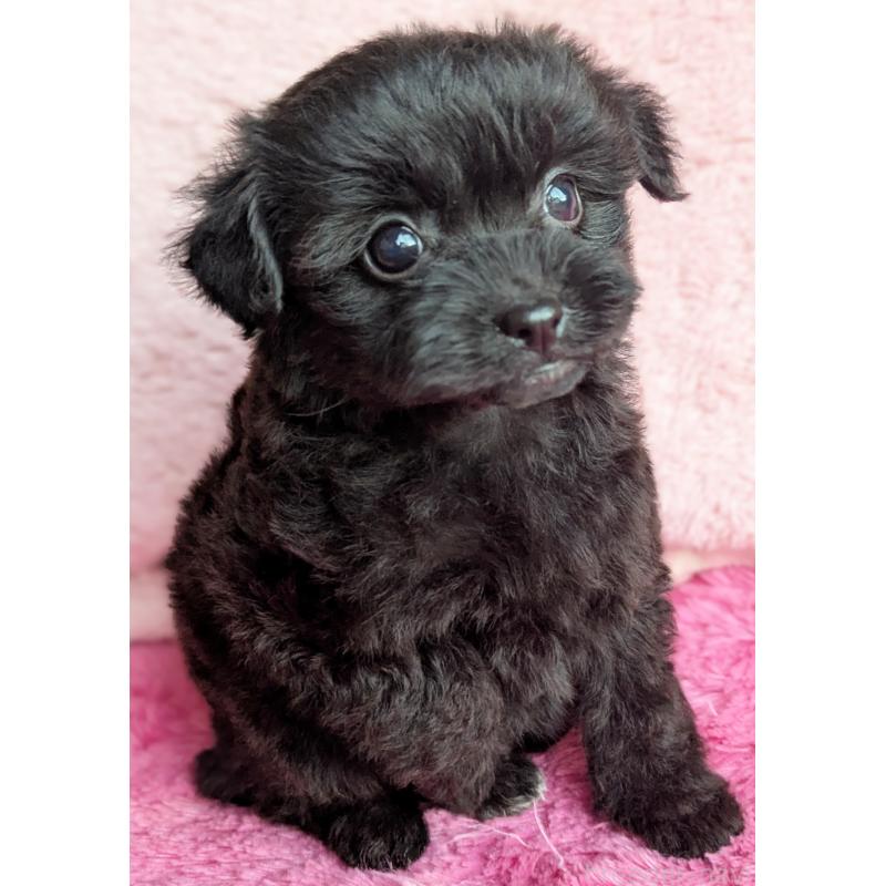 販売中の静岡県のミックス犬-455075の8枚目