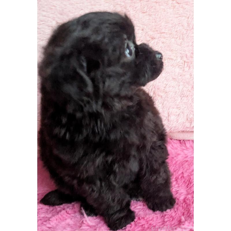 販売中の静岡県のミックス犬-455075の7枚目