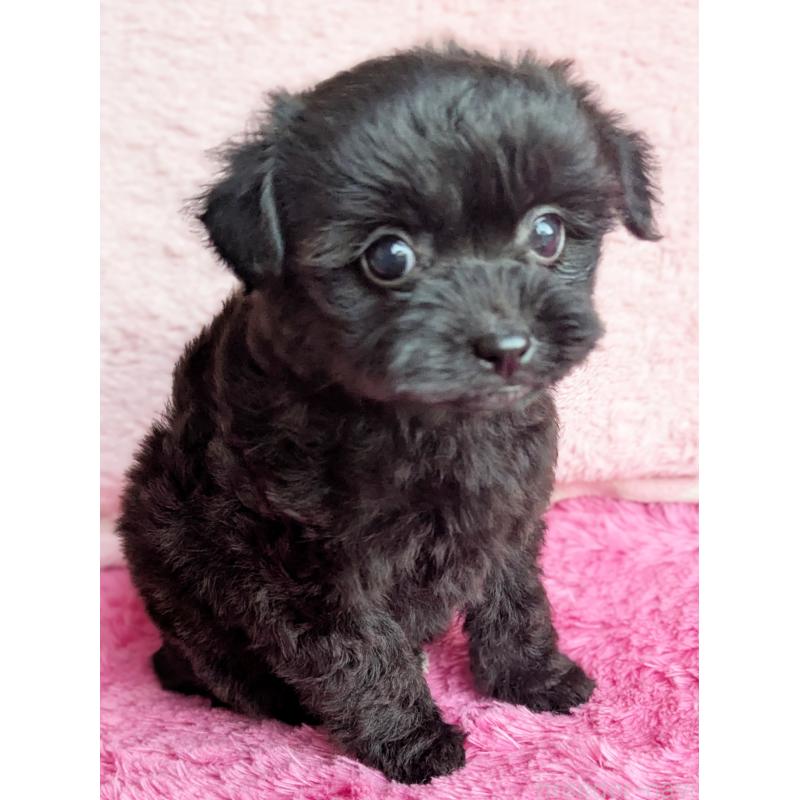 販売中の静岡県のミックス犬-455075の6枚目