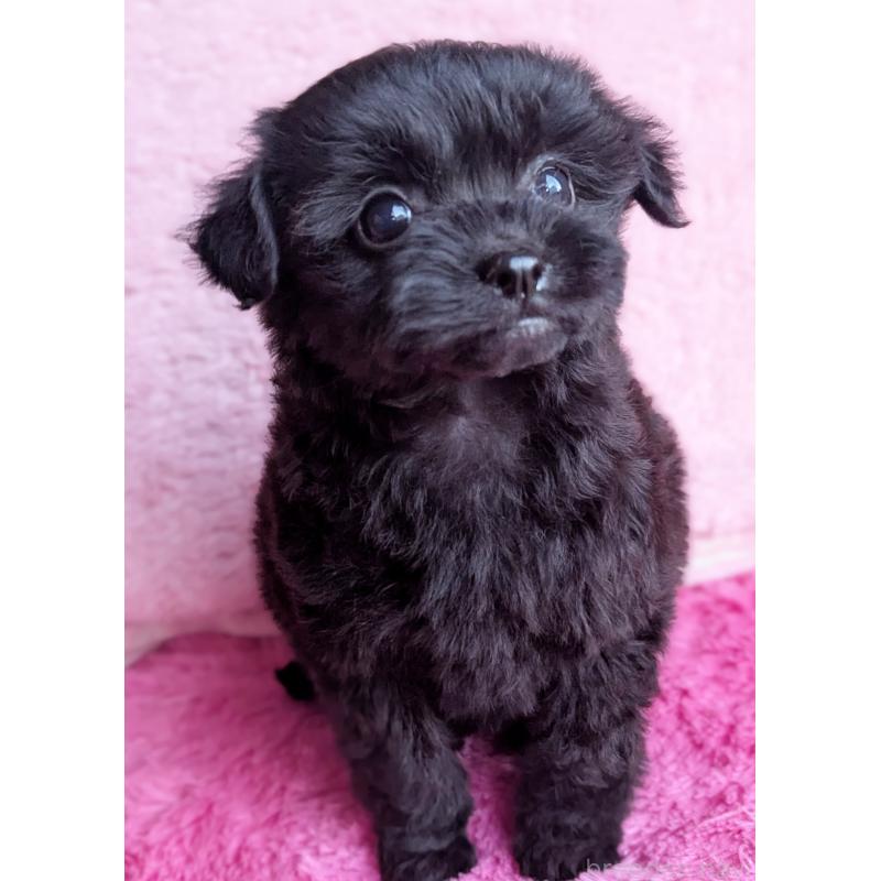 販売中の静岡県のミックス犬-455075の5枚目