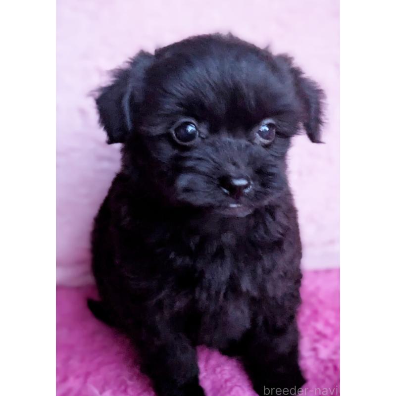 販売中の静岡県のミックス犬-455075の4枚目