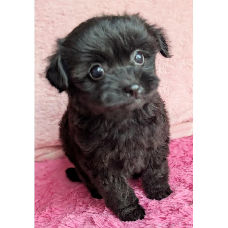 販売中の静岡県のミックス犬-455075の3枚目