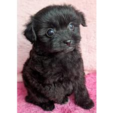 ♀︎ミックス犬