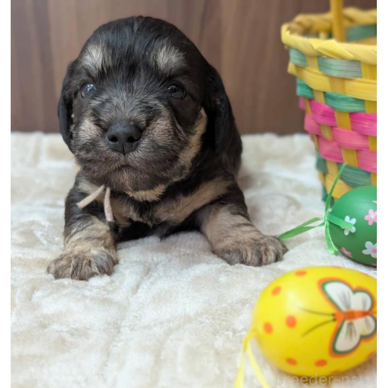 販売中の東京都のダンディディンモントテリア-455076の5枚目