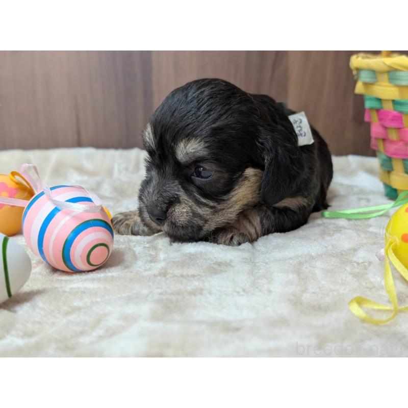 販売中の東京都のダンディディンモントテリア-455076の4枚目