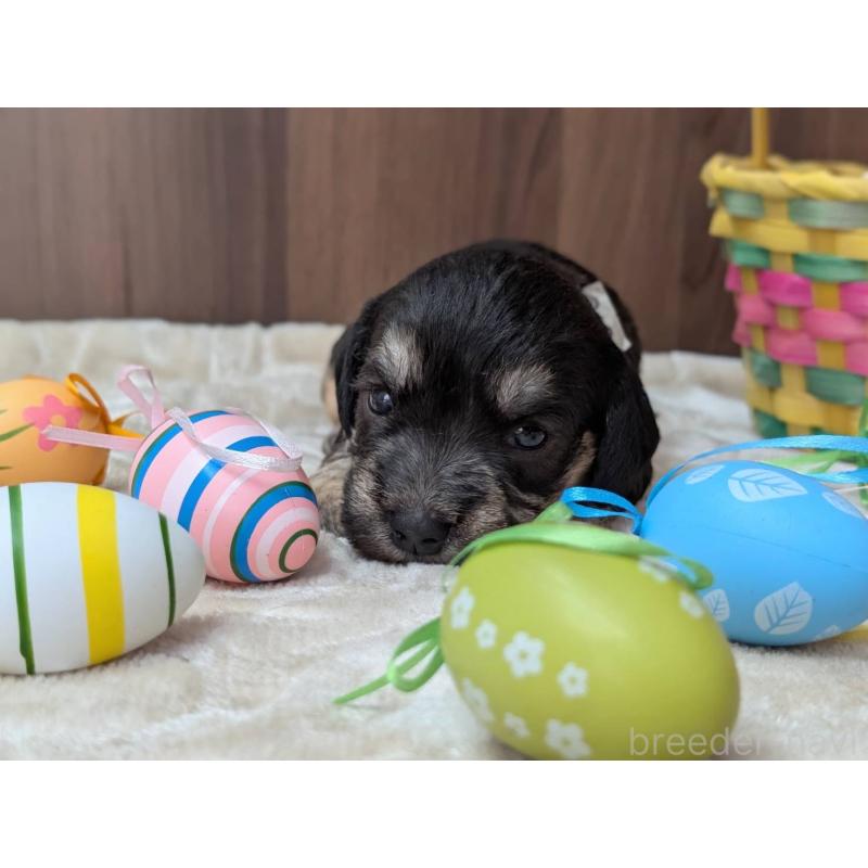 販売中の東京都のダンディディンモントテリア-455076の3枚目