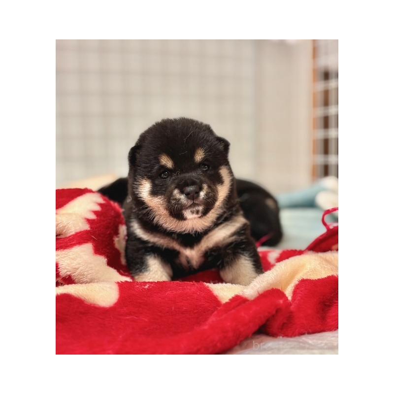 販売中の和歌山県の豆柴-455079の10枚目