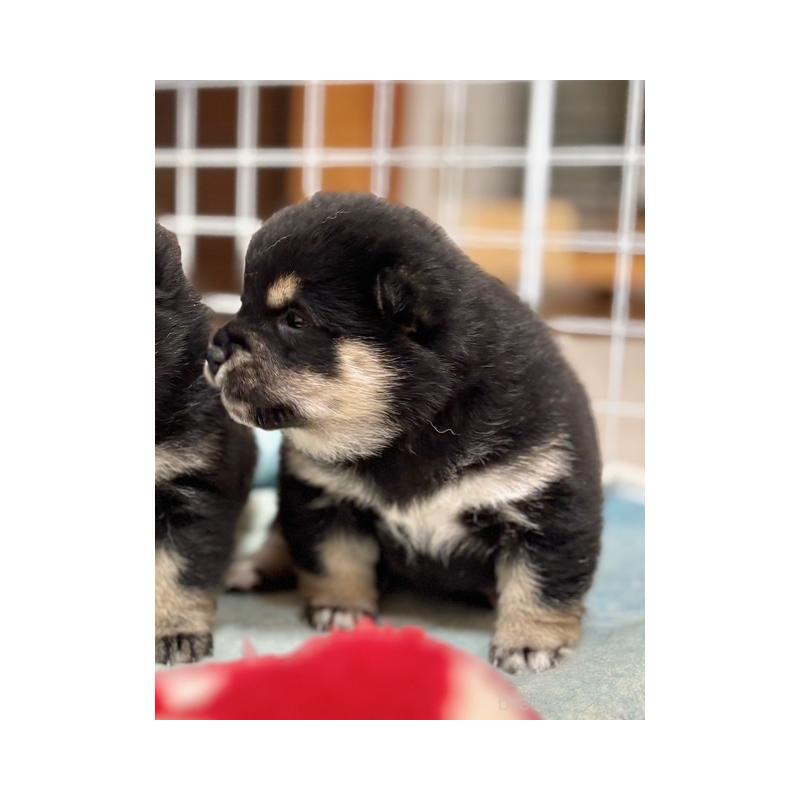 販売中の和歌山県の豆柴-455079の9枚目