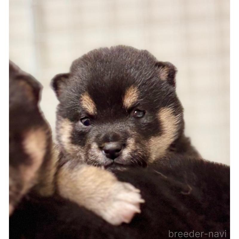 販売中の和歌山県の豆柴-455079の7枚目