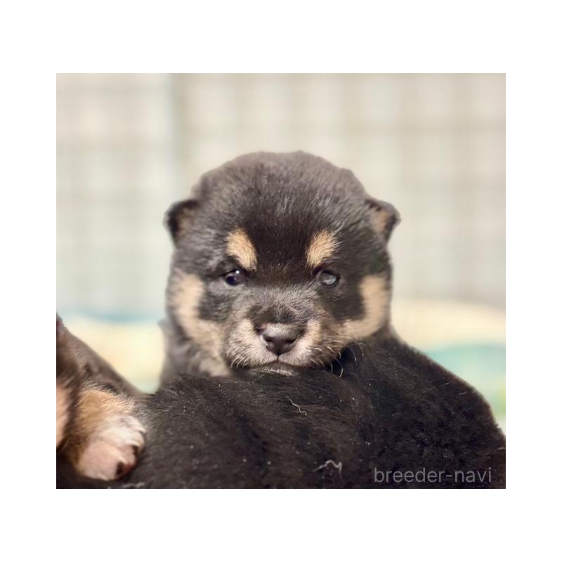 販売中の和歌山県の豆柴-455079の6枚目