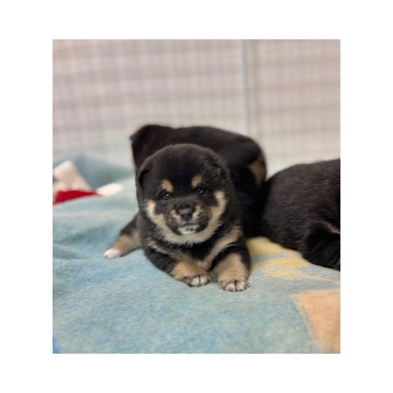 販売中の和歌山県の豆柴-455079の5枚目