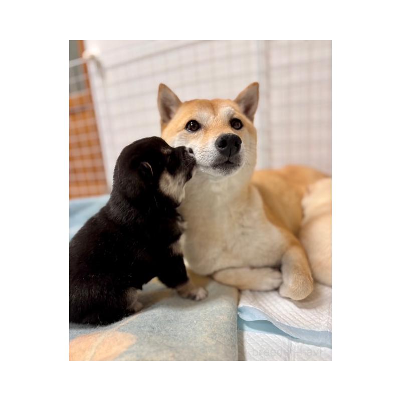 販売中の和歌山県の豆柴-455079の4枚目