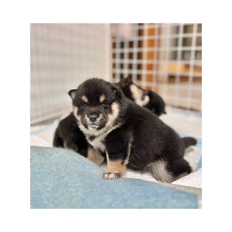 販売中の和歌山県の豆柴-455079の2枚目