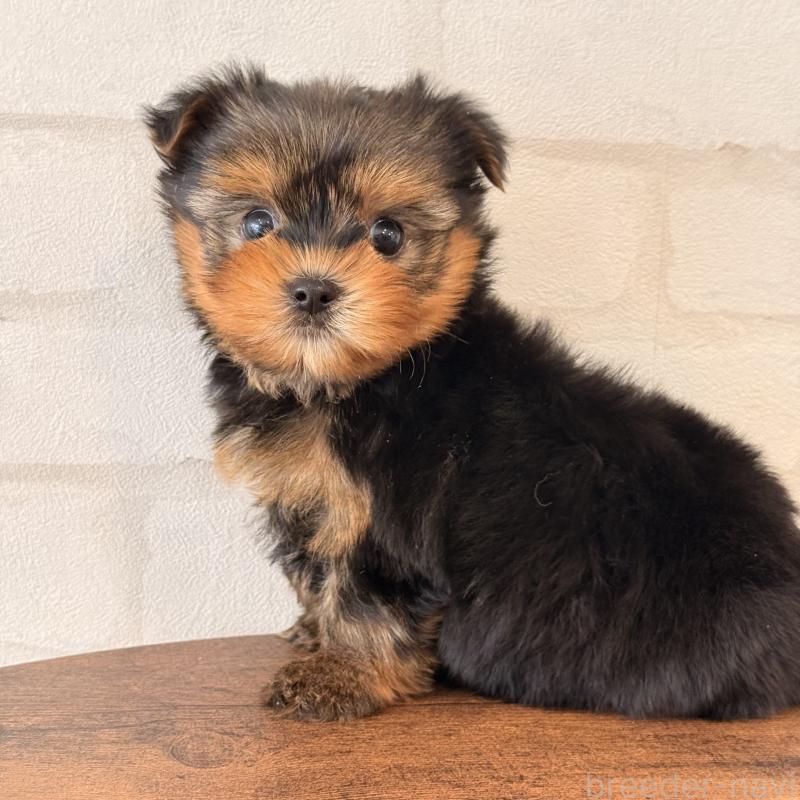 販売中の大阪府のヨークシャーテリア-455077の9枚目