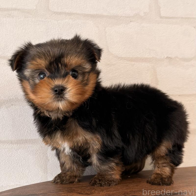 販売中の大阪府のヨークシャーテリア-455077の8枚目