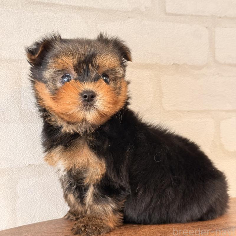 販売中の大阪府のヨークシャーテリア-455077の7枚目