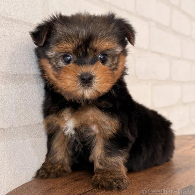 販売中の大阪府のヨークシャーテリア-455077の6枚目