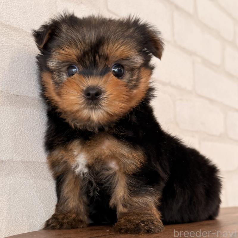 販売中の大阪府のヨークシャーテリア-455077