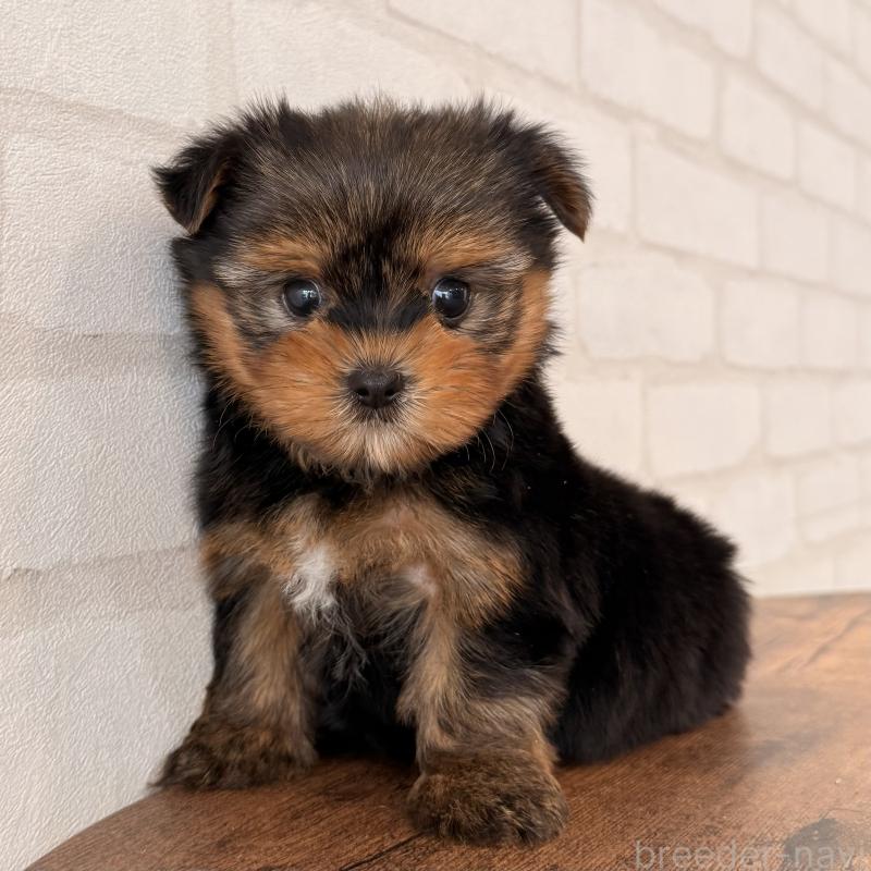 販売中の大阪府のヨークシャーテリア-455077の5枚目