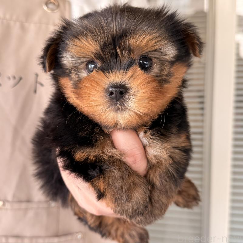 販売中の大阪府のヨークシャーテリア-455077の4枚目