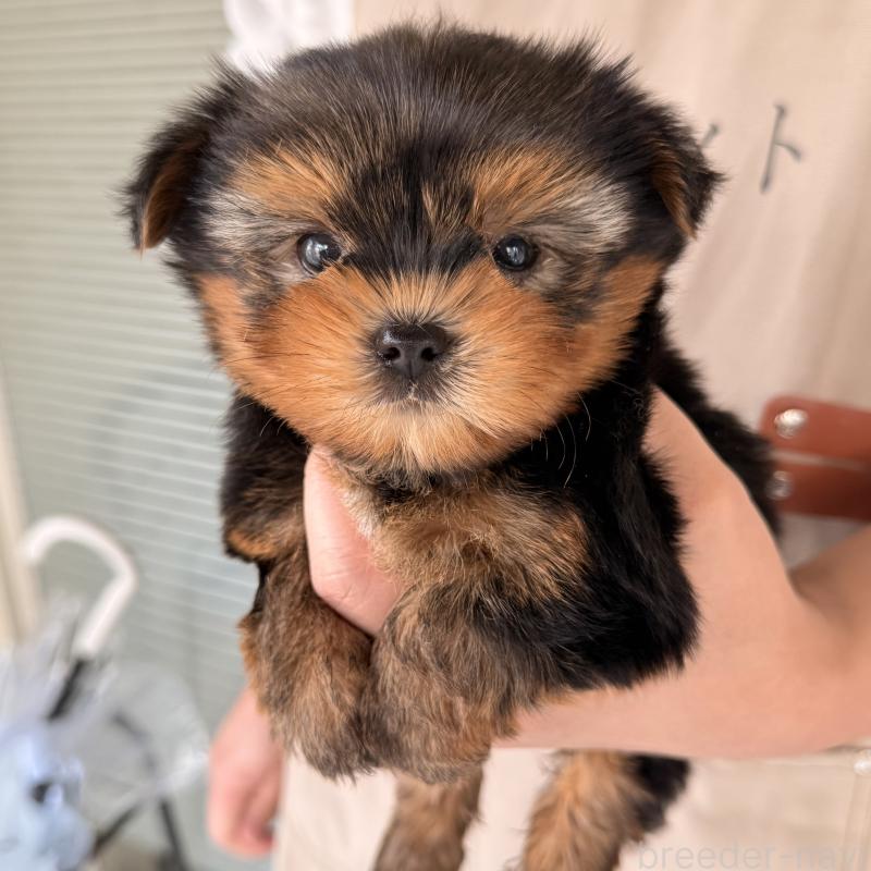 販売中の大阪府のヨークシャーテリア-455077の2枚目