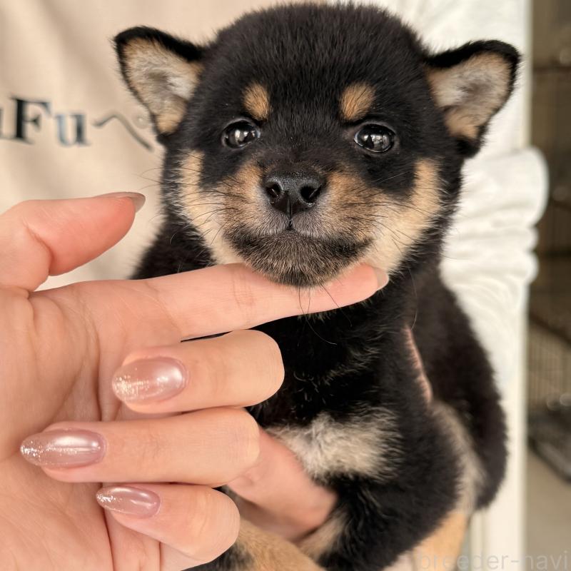 販売中の大阪府の豆柴-455078の13枚目