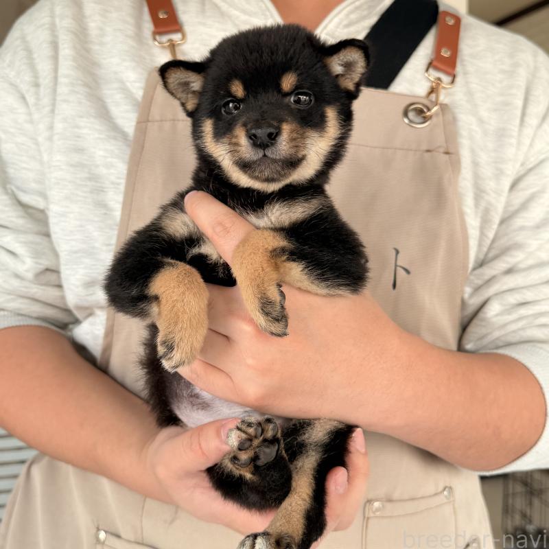 販売中の大阪府の豆柴-455078の12枚目