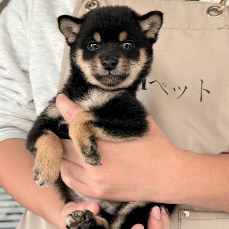 販売中の大阪府の豆柴-455078の11枚目