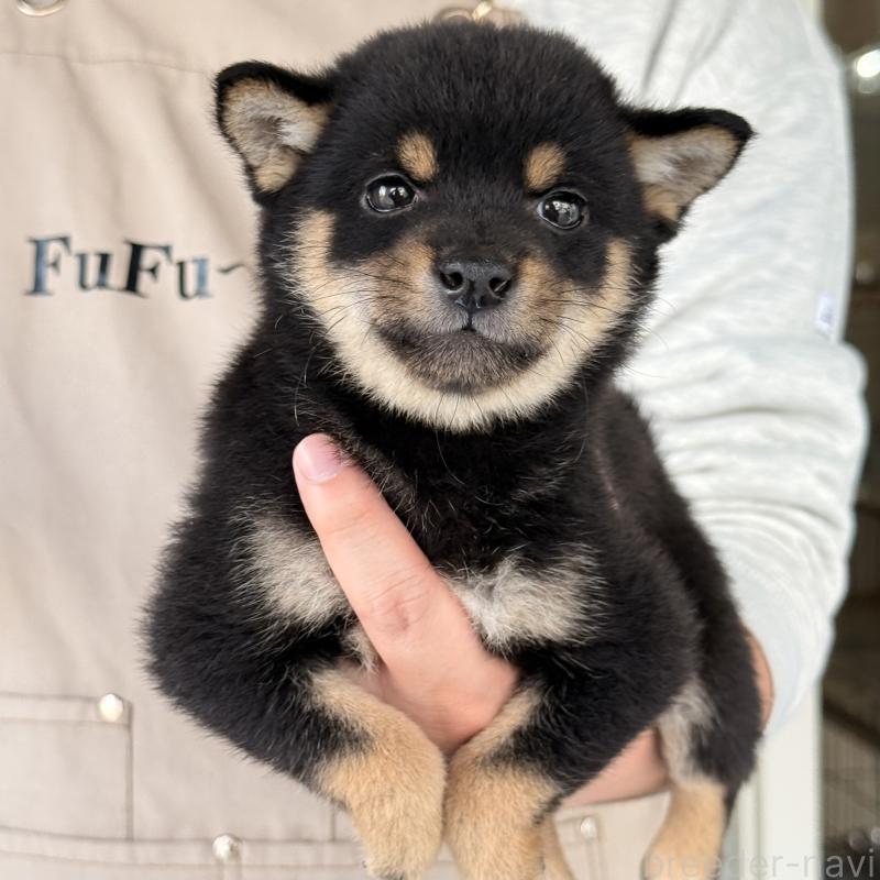 販売中の大阪府の豆柴-455078の10枚目